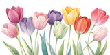 Watercolor tulips isolated on transparent background illustration