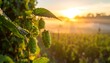 © bagus - Hop plant at sunrise