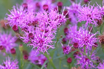 Wall Mural - Purple Vernonia lettermannii, narrowleaf ironweed, in flower.