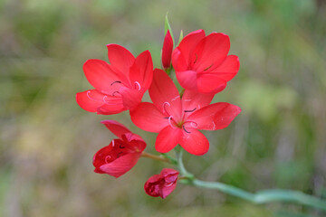 Wall Mural - Bright red Hesperantha coccinea ‘Major’, crimson flag lily in flower.
