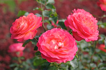 Wall Mural - Red and orange bush rose Rosa Korcolipas ‘Volcano’ in flower.