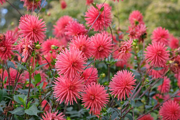 Wall Mural - Red pink miniature cactus dahlia ‘Josudi Hercules’ in flower