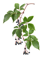 Wall Mural - Twig of green leaves of wild grape (Parthenocissus) with small blue berries isolated on white or transparent background