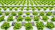 © NoobCreaTion - Hydroponic Lettuce Farm Rows of Green Plants Growing Indoors hydroponics agriculture