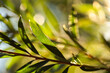 © Austockphoto - backlit macro details of green bottlebrush plant leaf close up showing veins