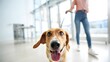 © Domenic - photograph of a pet owner walking into a modern veterinary clinic, gently holding a leash and guiding their dog.