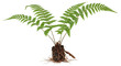 © Leon - Isolated fern plant sprouting from soil, fresh green plant and root system, home gardening