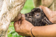© Daniel Ching - Close-up of hands helping wet baby goat nurse from mother in rural Colombia