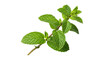 © Leon - Isolated spearmint sprig, a fresh herb with natural green leaves and distinctive flavor and scent