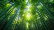 © Berkah6 - Lush Green Bamboo Forest Canopy with Sunlit Sky View In Kyoto Japan, Tall Stalks and Dense Foliage Creating a Natural Geometric Pattern