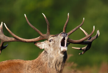 Wall Mural - Portrait of a red deer stag calling during the rut in autumn