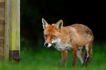 Wall Mural - Portrait of a red fox standing on green grass in a meadow