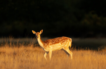 Wall Mural - Portrait of a young fallow deer standing in a meadow