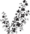 © GraphicArt - Black silhouette of ivy with leaves. vector Illustration of a black silhouette of an ivy flower with leaves on a white background