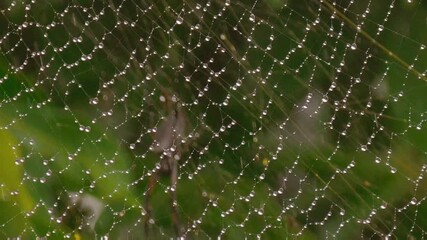 Spider web with dew drops in falling rain