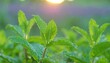 © Suli - Fresh mint leaves in sunlight