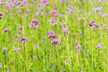 Wall Mural - Verbena bonariensis flowers, Argentinian Vervain or Purpletop Vervain, Clustertop Vervain, Tall Verbena, Pretty Verbena, in garden