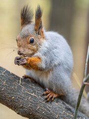 Wall Mural - The squirrel with nut sits on tree in the autumn. Eurasian red squirrel, Sciurus vulgaris.