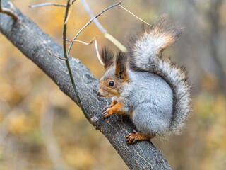 Wall Mural - Squirrel sits on a branch in Autumn park
