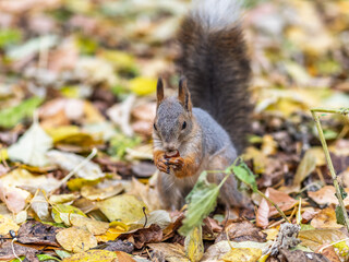Wall Mural - Squirrel in autumn hides nuts on the green grass with fallen yellow leaves