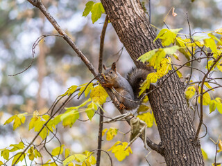 Wall Mural - Portrait of a squirrel on a tree trunk