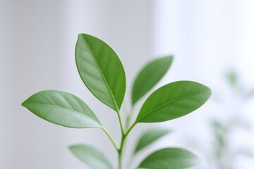 Wall Mural - Close-up of Vibrant Green Leaves on a Delicate Stem, Symbolizing Growth and Natural Beauty
