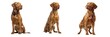 © Tatiana - Set of Hungarian Vizsla Isolated on Transparent Background. PNG.