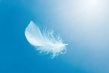 Wall Mural - soft white feather floating on a blue sky. fluffy downy. freedom, floating freely, peace. softness o