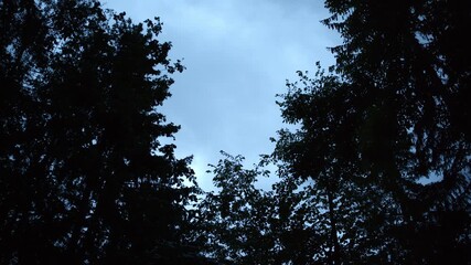 Wall Mural - Tree moves with the wind at nightfall with clear sky