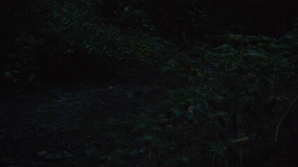 Wall Mural - River flows calmly in nighttime with the wind moving the leaves