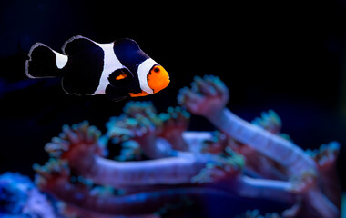 Wall Mural - Black Photon Clownfish. Dark background.