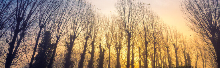 Wall Mural - Silhouettes of bare trees on an early foggy autumn morning. Horizontal banner
