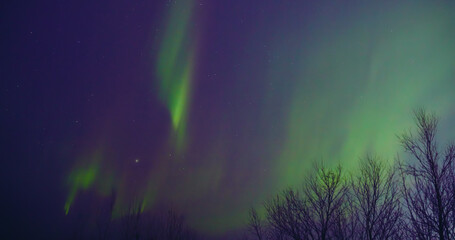 Wall Mural - Aurora borealis, polar lights with Milky Way stars.