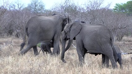 Wall Mural - Elephants greet each other affectionately before they move together into the bush