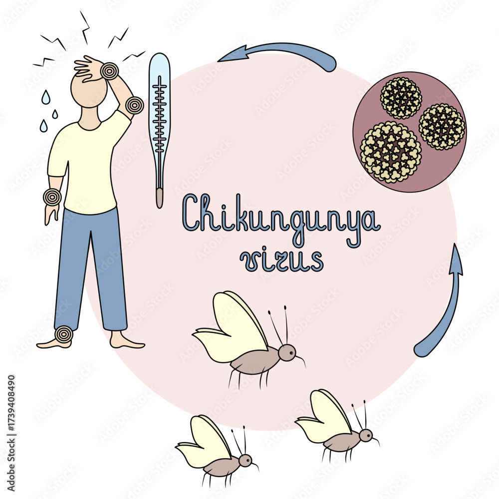 Circular diagram of chikungunya virus infection. Handwritten text ...