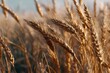 © LELE - Golden wheat field closeup with shallow depth of focus highlighting textured grains in warm autumn light, evoking tranquility and rural harvest themes.