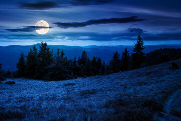 Wall Mural - fir trees on a meadow down the hill to coniferous forest in mountains at night. highland landscape under cloudy sky in early autumn in full moon light