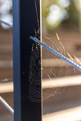 Close-up of a Delicate Spider Web Glimmering in the Sunlight on a Metal Railing, Created by Nature s Artisan with Intricate Patterns and Shimmering Threads of Webbing