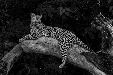 Wall Mural - Black and white Leopard resting and looking around in a tree in the Okavango Delta in Botswana  with a dark background  