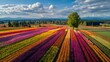 © Jojo* - Fields of vibrant, multicolored flowers bloom across the landscape, forming rows of vivid hues under a partially cloudy sky, with a lone tree standing in the middle, providing a stunning display of...