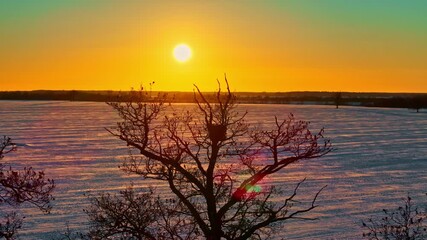 Wall Mural - Sunset over snowy field with bare tree, peaceful and serene winter scene