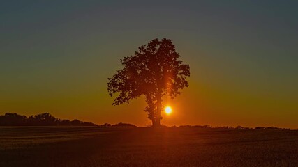 Wall Mural - Serene timelapse of sunset behind a solitary tree in a tranquil field