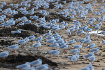 View of a multitude of white seagulls scattered across the sandy beach, contrasting with dark seaweed, under a soft, diffused light, BerniÃ¨res-sur-Mer, Normandy, France.
