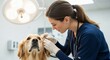 © abdelaziz@771 - Caring veterinarian expertly examines a golden retriever's ear with a stethoscope in a modern clinic setting, showing compassion and dedication to animal health.