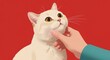 © twilight mist - Whimsical illustration presents a cream-colored cat being gently petted, with its gaze directed upwards and a hand caressing its chin, set against a vibrant, vivid red background.
