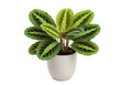 © Bogdan - Isolated prayer plant houseplant in pot for indoor plant lovers and interior designers