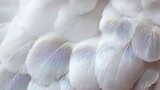 White feather wing macro detail with visible down fuzz and barb microstructure