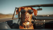 © Marin Studio - Dog wearing sunglasses in a car