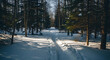 © Malik - A snowy path through a dense forest with tall trees casting shadows on the snow covered ground ai generated