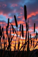 Wall Mural - Silhouetted dry bulrush reeds against a vibrant sunset sky, creating a serene and textured natural scene, colors, scene, sunset